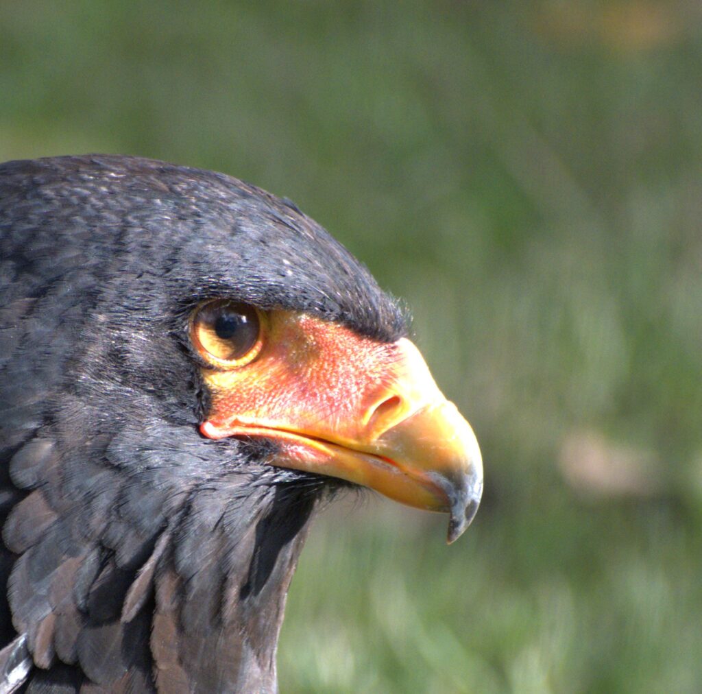 Bird of prey