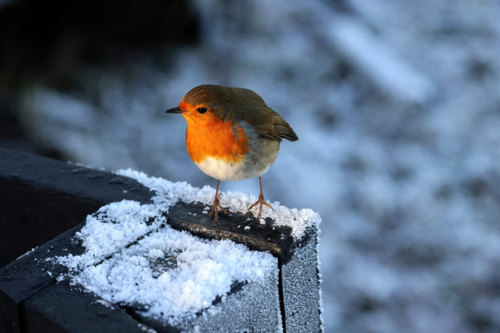 Robin on snowy post